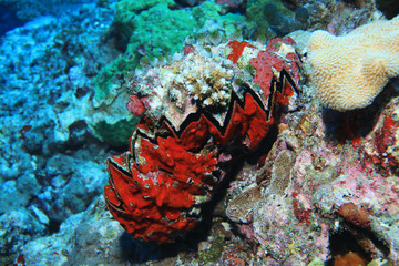 Giant honeycomb oyster
