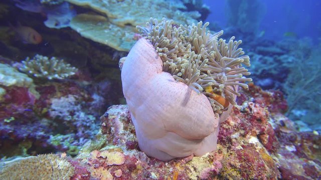 Sea anemone with clownfish
