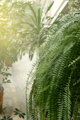 Green plants in botanical garden indoor.