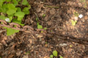 old brown chain in the middle of the woods 