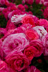 beautiful roses in garden closeup
