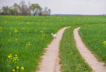 Cute Jack Russell terrier playing on grass meadow.