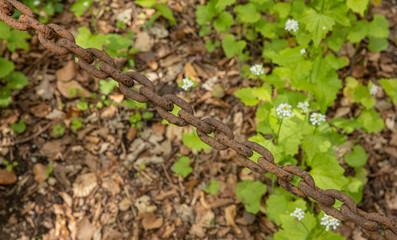 Naklejka na ściany i meble old brown chain in the middle of the woods 