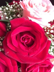 Red rose blurry background