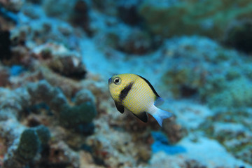 Fototapeta na wymiar Cloudy dascyllus fish underwater in the Indian Ocean