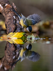 Great tit