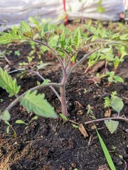 tomato seedlings growing in the soil at greenhouse