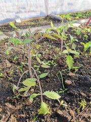tomato seedlings growing in the soil at greenhouse