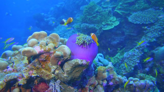 Sea anemone with clownfish
