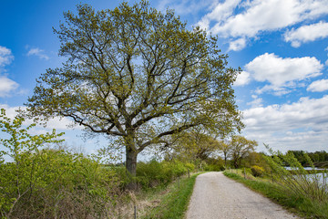 Fototapeta na wymiar Nice old tree with a path in the blue sky