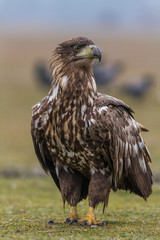 Eagle