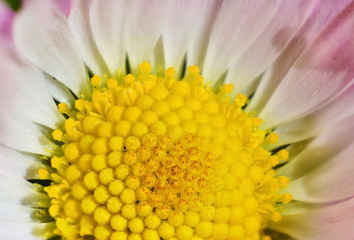 A beautiful daisy in its delicate release