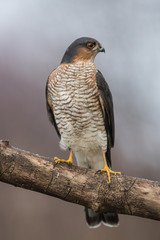 Perching sparrow hawk