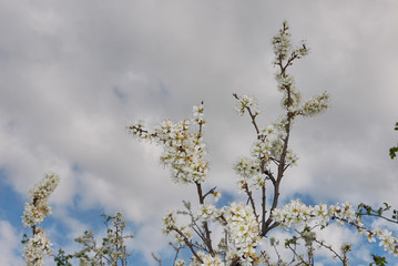Prunus spinosa in bloom