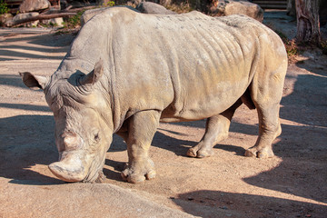 Southern White Rhinoceros the biggest of the five existing species 