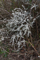 Prunus spinosa in bloom