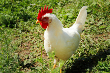 white chicken on green grass