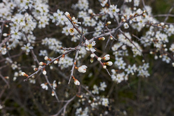 Prunus spinosa in bloom