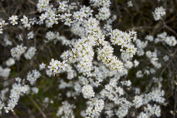 Prunus spinosa in bloom