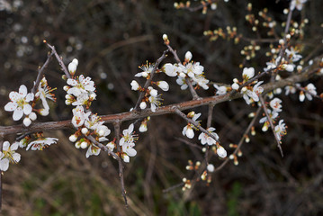 Prunus spinosa in bloom