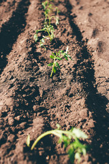 Young tomato plants in the ground. Eco earth concept. Agriculture. Growing plants.
