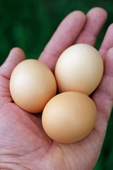 Eggs on hand.