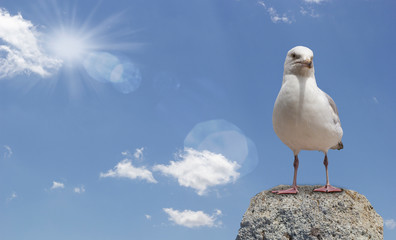 seagull standing on the rock and sea in background
