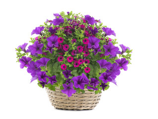 Beautiful bouquet of flowers surfinia  in a pot isolated on a white background.
