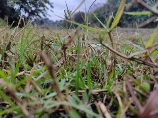 Grasses in the crop field enables one to feel the peace of nature.