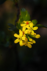 yellow flowers on a dark background