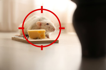 Gun target on rat near mousetrap with cheese indoors. Pest Control