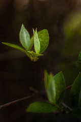 leaves on a dark background