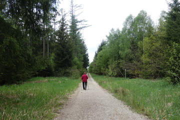 Wald - Pflanzen - Waldweg