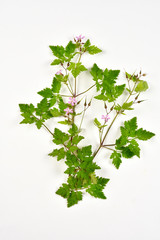 Géranium herbe à Robert sur fond blanc
