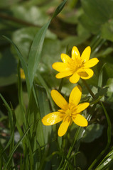Fototapeta premium Buttercup ficaria flowers in spring, closeup