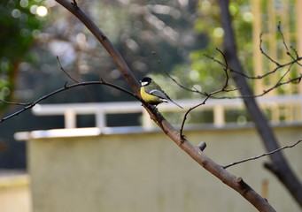 Little sparrow stands on a tree’s branch.