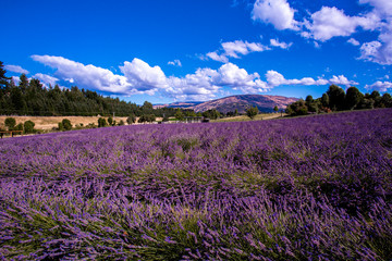 Fototapeta na wymiar Lavender field, New Zealand