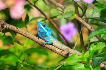 chameleon on a branch