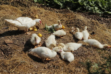 flock of white ducks