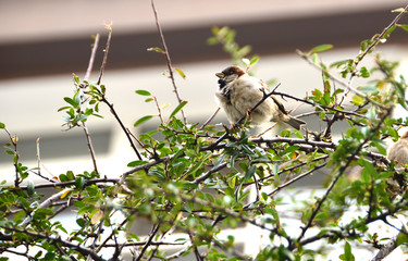 Little sparrow stands on a tree’s branch.