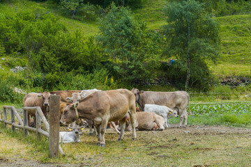 Obraz premium Wild cows mountain in Andorra.