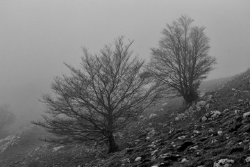 winter mountain trees in matese park in BW