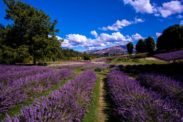 Fototapeta na wymiar Lavender field, New Zealand