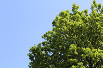 Albero con foglie verdi e cielo blu sullo sfondo con la vista della luna