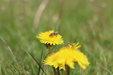 Flower with Bees