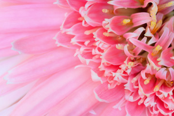Pink gerbera flower in the garden selective blurred background.