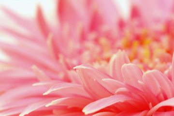 Pink gerbera flower in the garden selective blurred background.