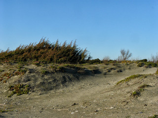 dunes on beach in Sabaudia Lazio italy
