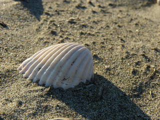 white shell on the sand
