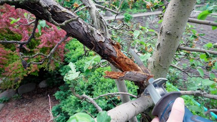 Cut a dry branch on a tree in the garden. Care for the growth of apple trees.